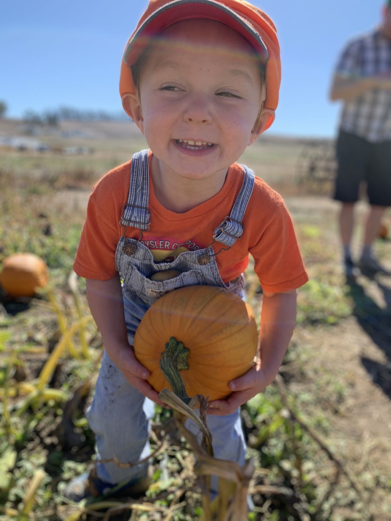 Picking Pumpkins 2019